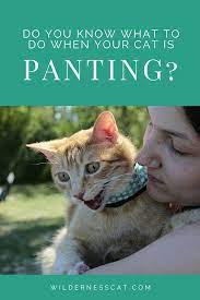 Cat Panting Is It Normal For Cats To Pant Wildernesscat Cat Care Cats Cat Breath