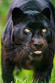 Mit diesem live wallpaper werden sie sich im bus, in der schule oder bei der arbeit nicht langweiligen. Afrikanisches Schwarzes Panthertier Schwarzer Panther Live Wallpaper 1280x1920 Wallpapertip