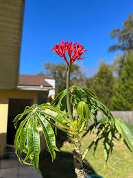 Image result for Jatropha erythropoda