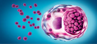 Image result for Chlamydia Trachomatis