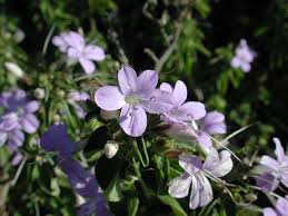 Image result for Barleria setosa