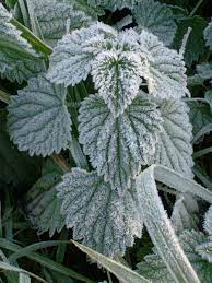 And a bit of gear talk as well…. Frost Meteorology Britannica