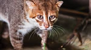 Kucing hutan ini memiliki warna. Kucing Hutan Atau Kucing Liar Apa Saja Sih Jenisnya