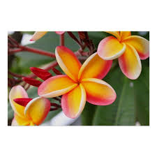 Red And Yellow Plumeria Flowers 3 Poster Zazzle Com Plumeria Flowers Plumeria Hawaiian Tattoo