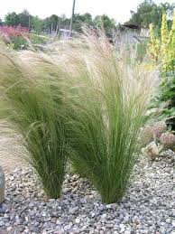 Schoner Garten Ohne Giessen 2019 Federgras Im Kiesbeet The Post Schoner Garten Ohne Giessen 201 Beautiful Gardens Backyard Landscaping Front Yard Landscaping