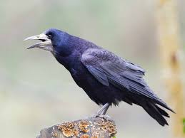 Behind furniture, in shrubberies, under piles of grass, leaves, or firewood. The Rook Myths History Identification Saga