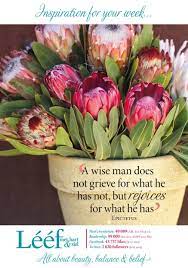 Pin By As On Inspirasie Protea Flower Beautiful Flowers Protea Art