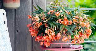 Si chiamano piante ricadenti ma sono conosciute con i le piante grasse pendenti sono specie vegetali impiegate a scopo ornamentale. Pianta Da Balcone La Begonia Pendente Bakker Com