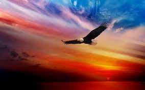 Animals Eagle Sunset Bald Eagle Birds Hd Wallpaper Desktop Background Eagle Wallpaper Eagle Pictures Bald Eagle
