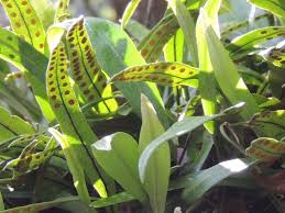 Image result for Pleopeltis