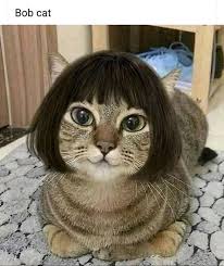 Tiere Lustig Witzig Bild Bilder Spruch Spruche Kram Katze Lustig Bob Cat Katze Lustig Susse Tiere Tiere Schon