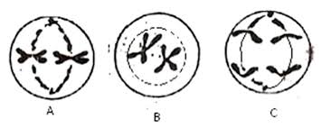 Awal proses pembelahan mitosis pada gambar ini berlangsung di. Biologi Sma Latihan Soal Dan Pembahasan Selesai Bab 28 Reproduksi Sel Wattpad