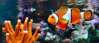 Walaupun begitu, terdapat juga beberapa pertanda yang membawa firasat buruk. View Arti Mimpi Menjual Ikan Pictures Sipeti