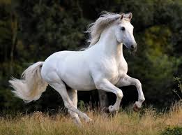 Black And White Horse Names Female 100 Good Names For White Horses The Paws In 2020 Horses White Horses Beautiful Arabian Horses