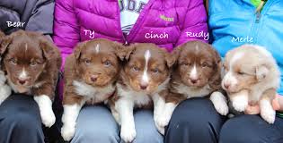 The australian shepherd is an intelligent working dog of strong herding and guarding instincts. Two Litters Of Purebred Australian Shepherd Puppies For Sale The Pulse