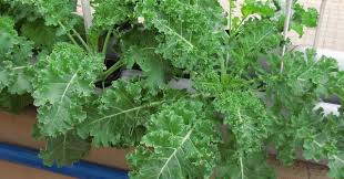 growing kale in your garden hydroponics farming in india