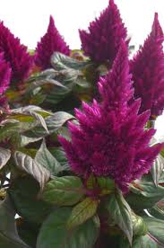Image result for Celosia nervosa