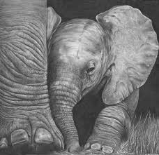 But your walls are better. Baby Elephant Drawing By Jerry Winick Saatchi Art