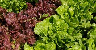 Get the best deal for summer lettuce vegetable seeds from the largest online selection at ebay.com. 9 Health And Nutrition Benefits Of Red Leaf Lettuce