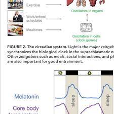 Check spelling or type a new query. Pdf The Effect Of Light On Humans