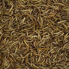 Before we start, i want to start off by saying that mealworms are not the red worms that you use for your compost pile or garden. Dried Mealworm Dried Mealworms For Birds Gardenbird
