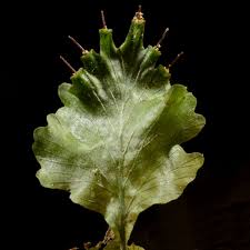 Image result for Didymoglossum erosum