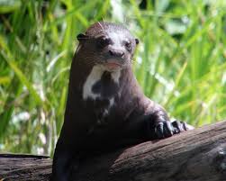 Their numbers are currently declining, with no population recovery in sight. Giant Otter Facts Diet Habitat Pictures On Animalia Bio