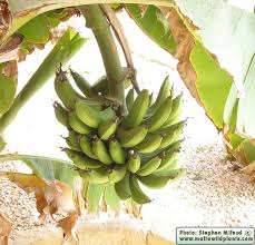 Image result for Musa × paradisiaca