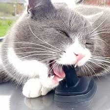 Image result for lolcats