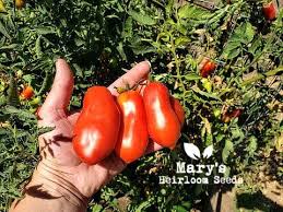 Image result for tomato San Marzano