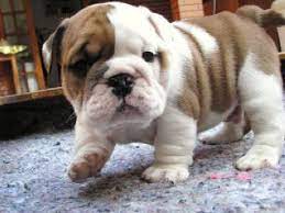 Adorable Male And Female English Bulldog Puppies For Free Adoption Offer South Dakota Free Pug Puppies English Bulldog Puppies Bulldog Puppies