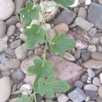 Image result for Cucumis engleri