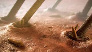 Image result for Demodex folliculorum