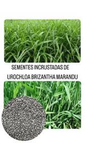 Image result for Urochloa brizantha