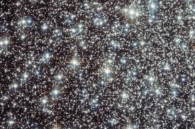 Image result for Scleria globonux