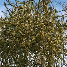 Image result for Viscum littorum