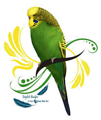 An English Budgie Bigger Than Standard Parakeets Parrot Painting Parakeet Art Pet Rocks