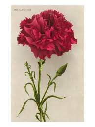 Art Print Red Carnation Art Print 24x18in Carnation Flower Flower Painting Red Carnation
