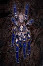 The male lives 7 through 12 years, while the female lives up to 36 years, if cared for properly. Poecilotheria Metallica Poecilotheria Metallica Spider Beautiful Spider