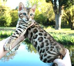 Pin On Bengal Cat Breed