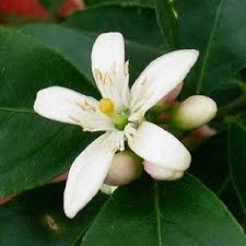 Check spelling or type a new query. Perfumes With Lemon Blossom Notes Perfumemaster Com Lemon Flowers Fruit Flowers Lemon Blossoms