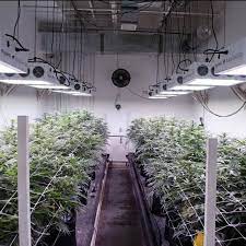Led grow lights , black dog led grow lights. Black Dog Phytomax 2 600 Led Grow Light Photonic Led Photonic Led