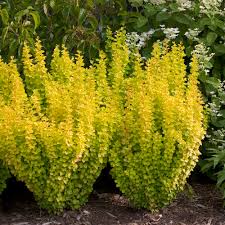 Image result for Berberis