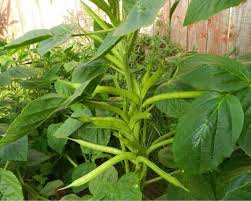 Image result for Cyamopsis tetragonoloba