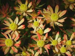 Image result for Cunoniaceae