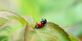 Some have yellow or orange markings and some have hairs or spikes. How To Get Rid Of Ladybirds And Prevent An Infestation Pest Defence