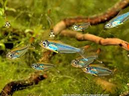 Die tiere haben einen durchmesser von ungefähr 7,5 cm. Trochilocharax Ornatus Tetra Cristal Arc En Ciel