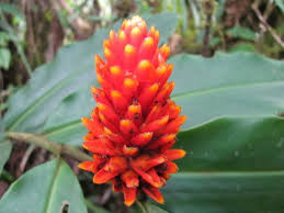 Image result for Renealmia