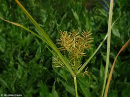 Image result for Cyperus nduru