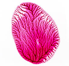 Fractal Patterns: Mathematics & Nature Science Activity ...